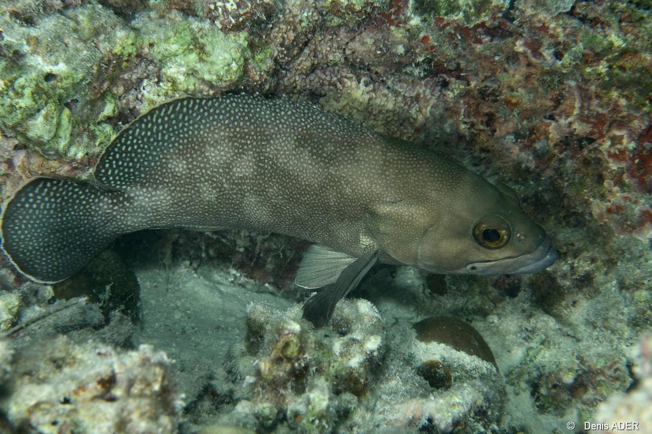 Epinephelus ongus-Praslin Anse petite cour-10m-20190611nuit-Denis-ADER-DSC_9326_tn.jpg